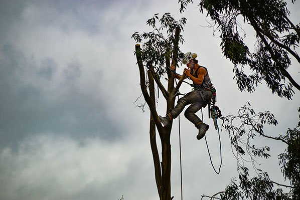 corte e poda da árvores